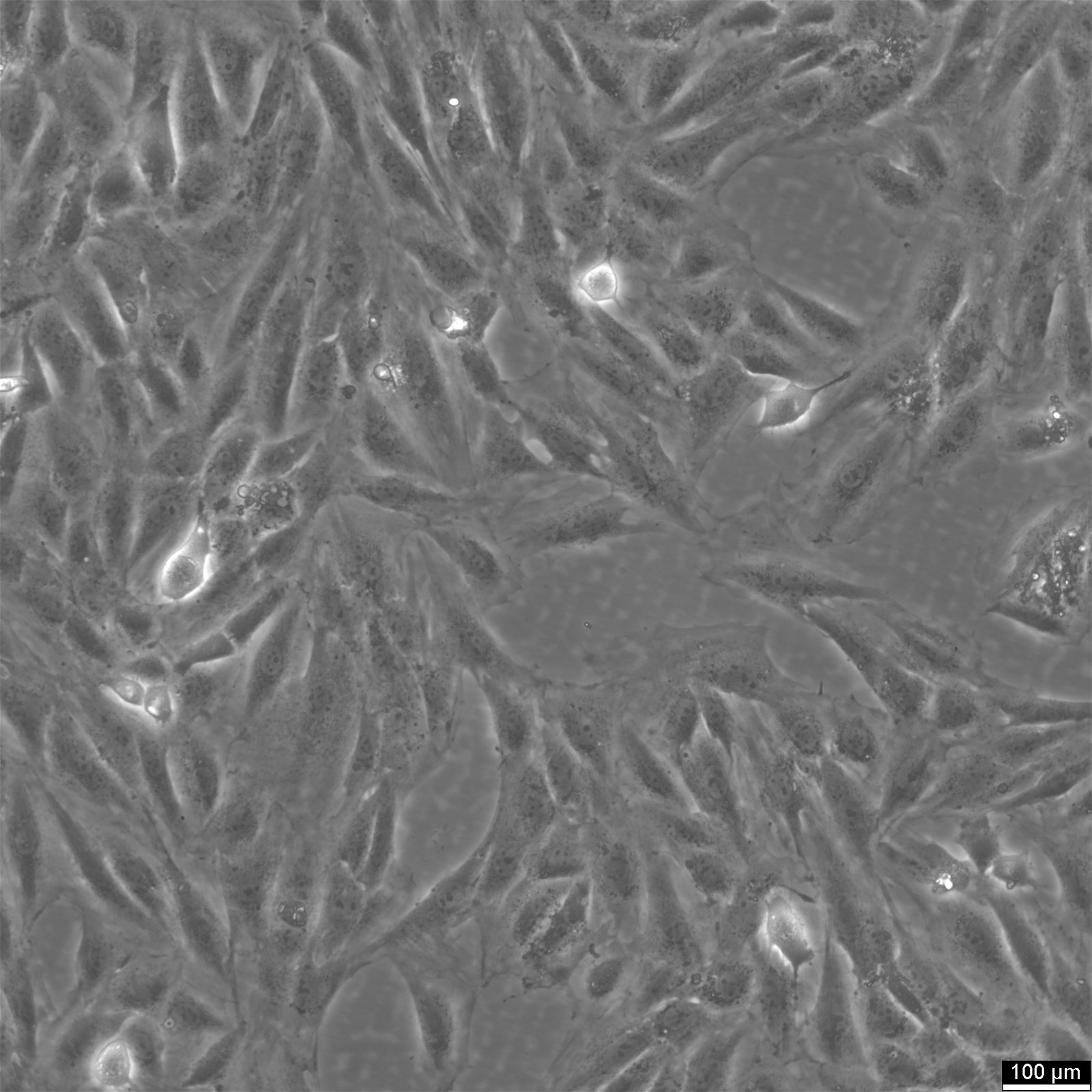 H9c2(2-1) Cells