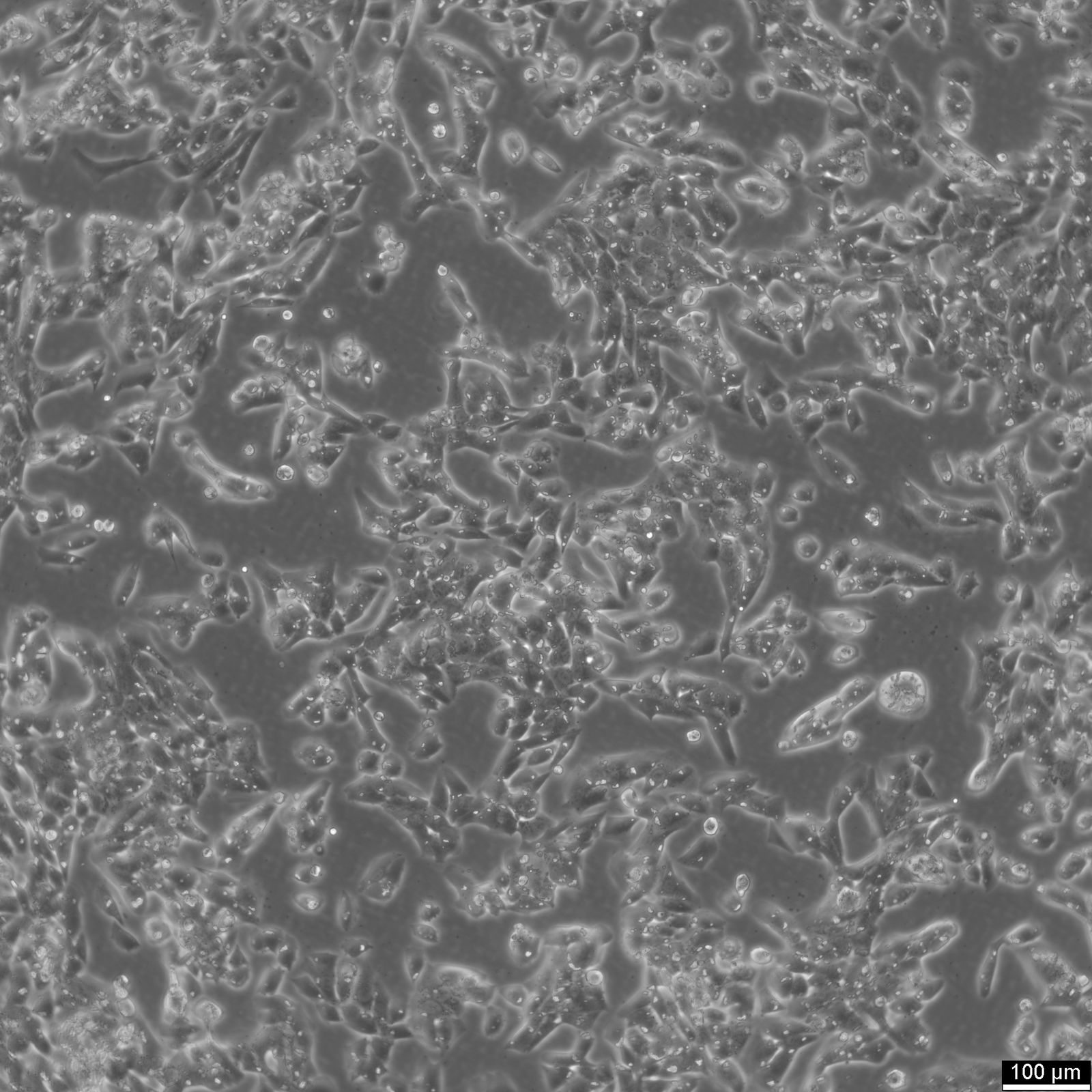 MLTC-1 Cells MLTC-1 Cells