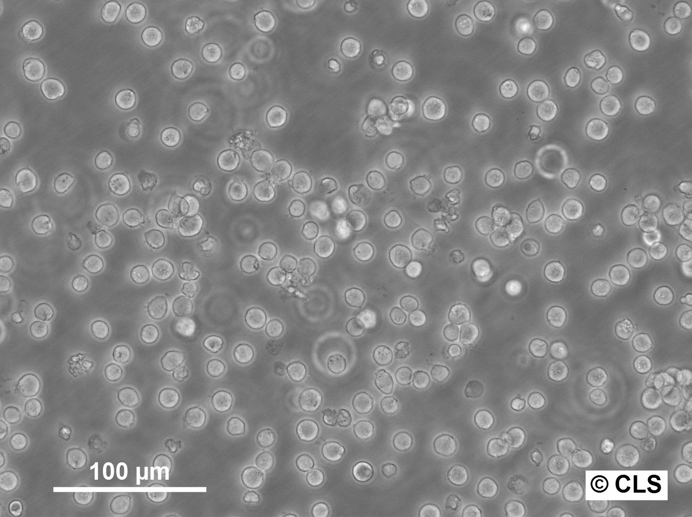 MOLT-3 Cells