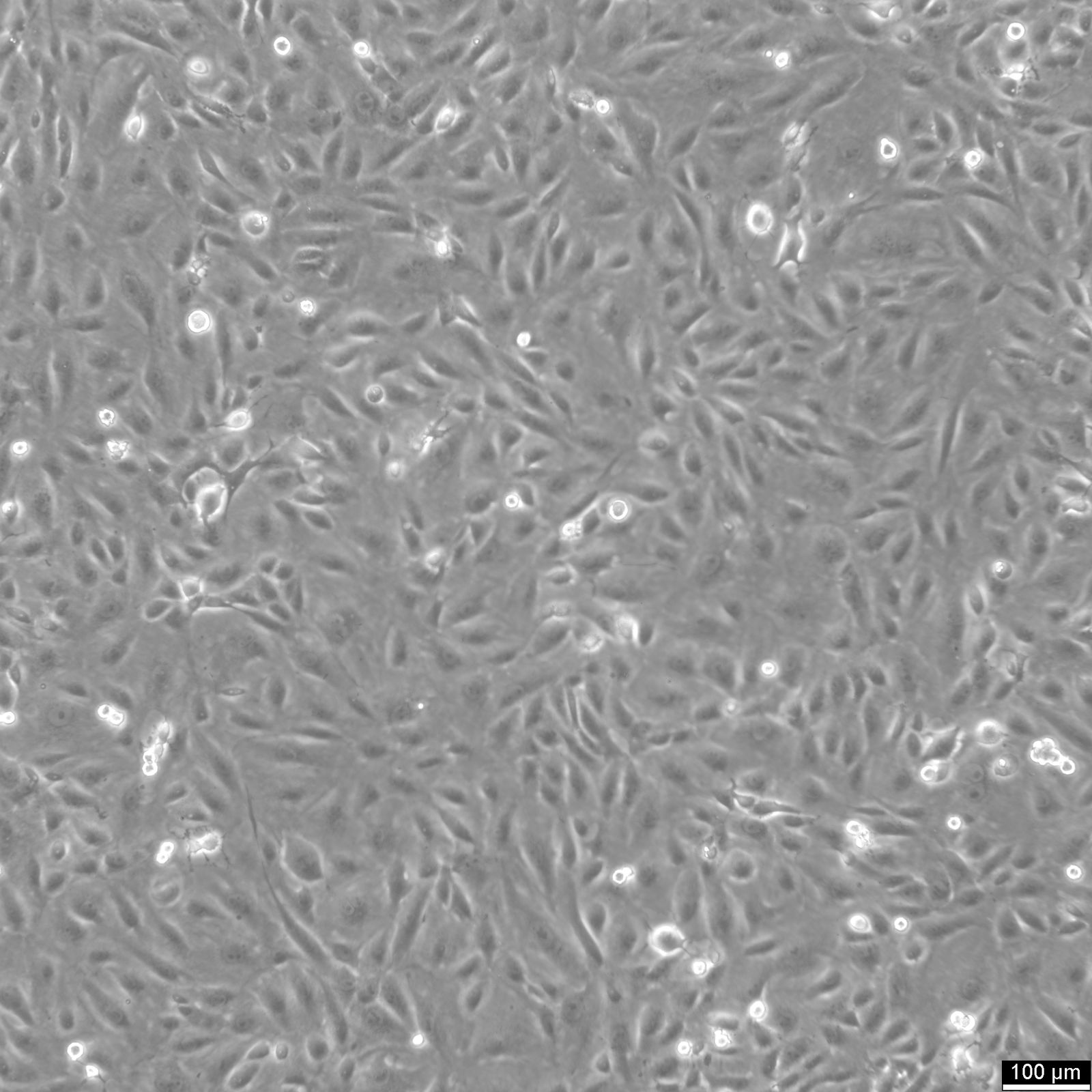 BS-C-1 Cells