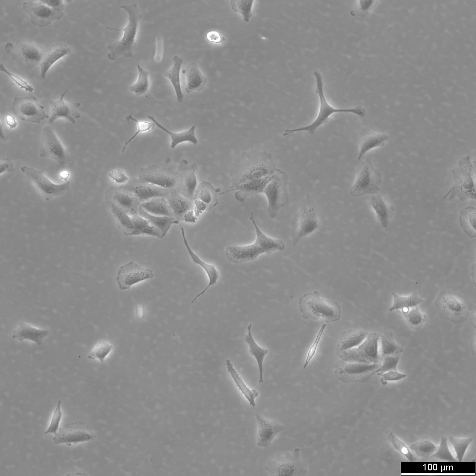 A549 Cells A549 Cells