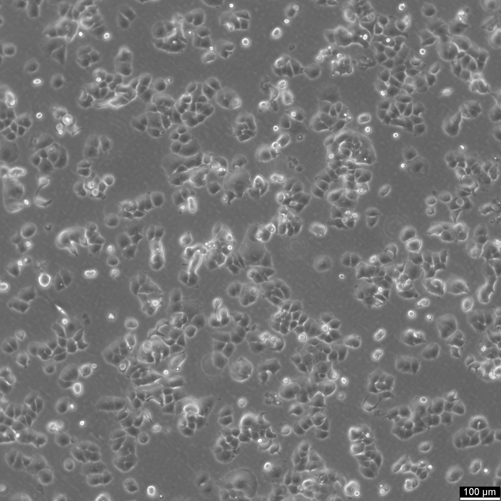 T47D Cells T47D Cells