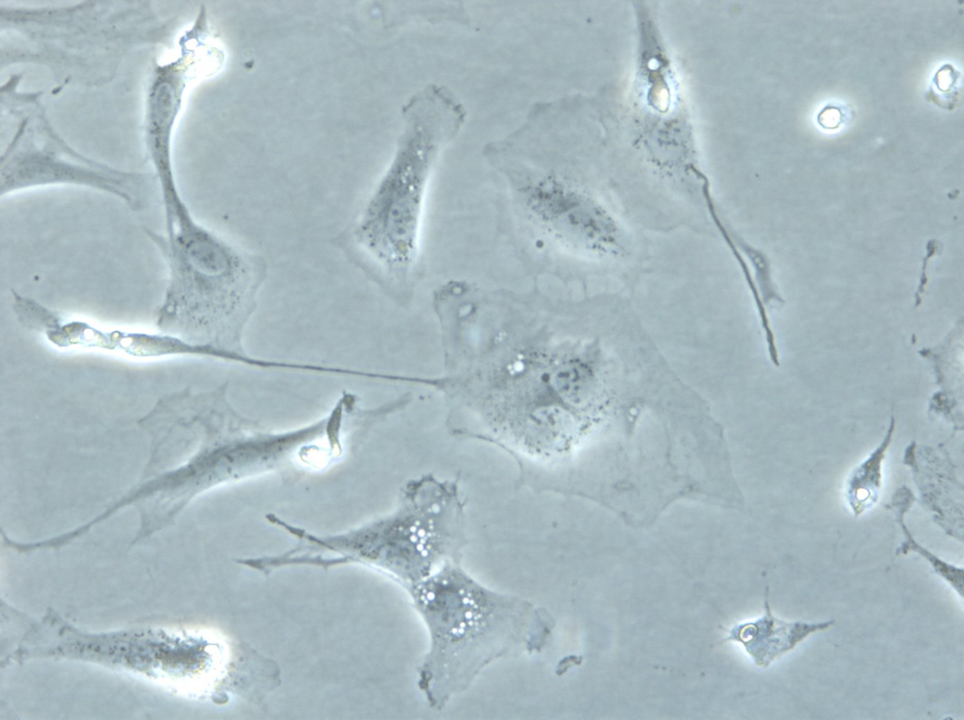 LC-540 Cells