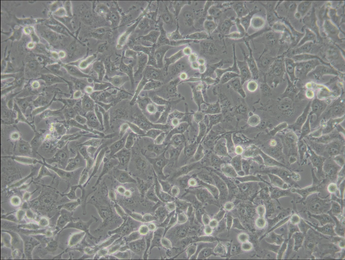 C918 Cells