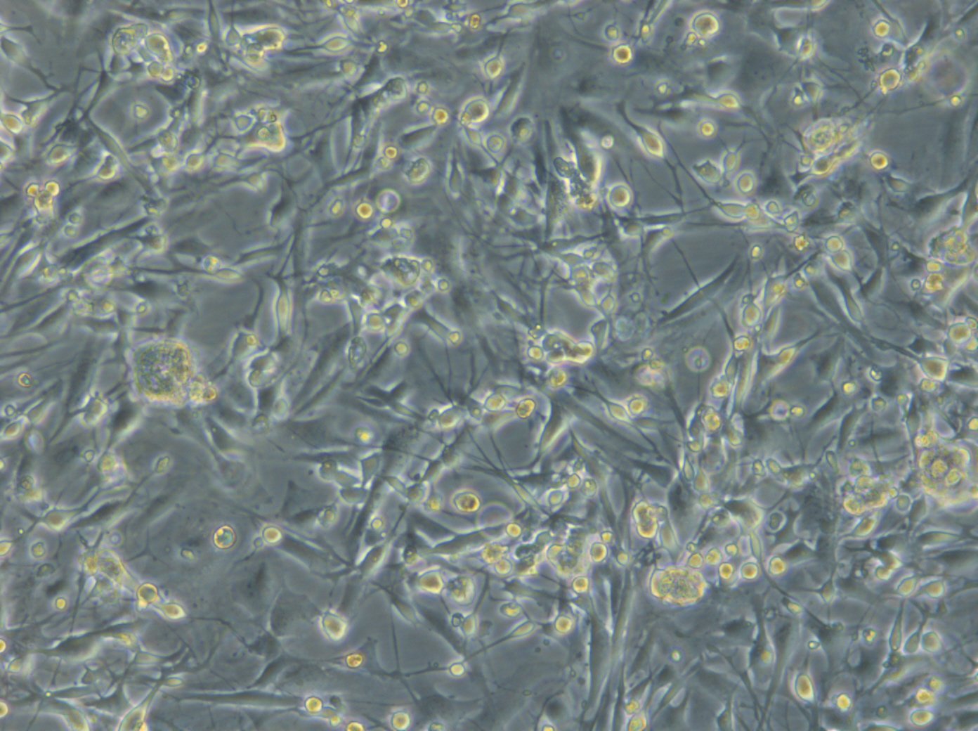 HROG06 T0 M2 Cells