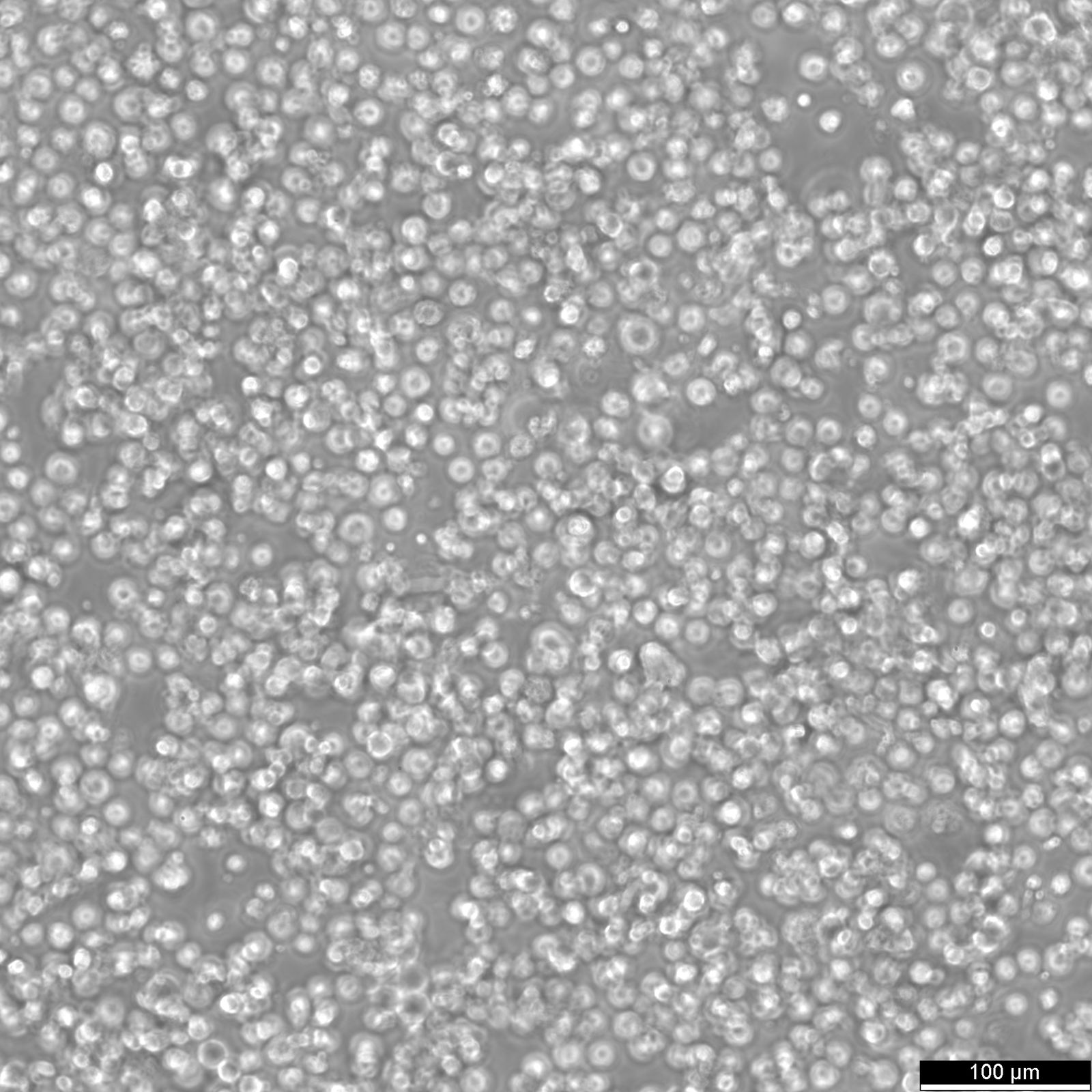 HEK293-F Cells