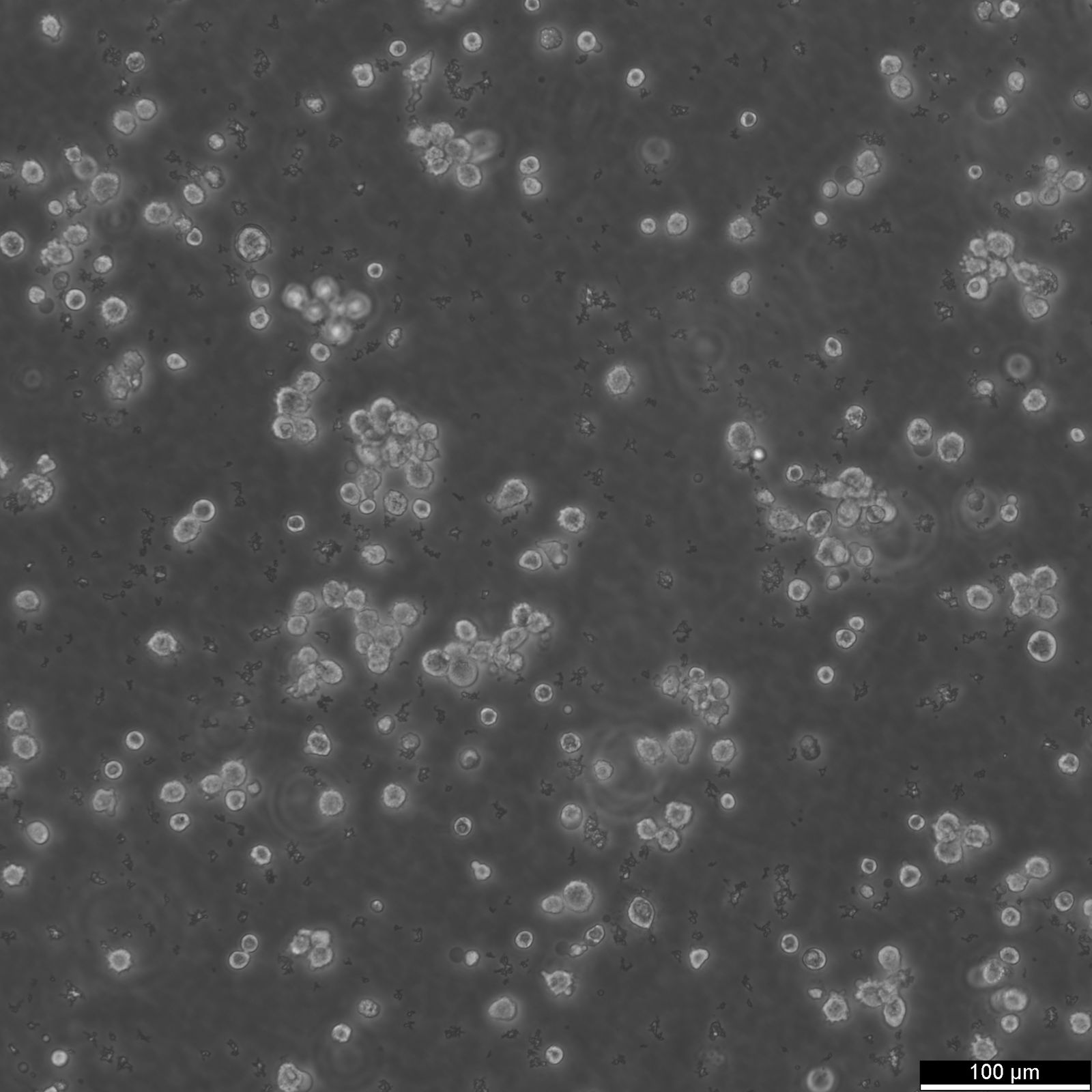 LP-1 Cells LP-1 Cells