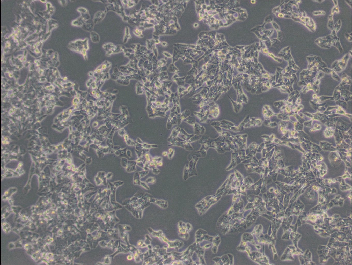 MLTC-1-Zellen