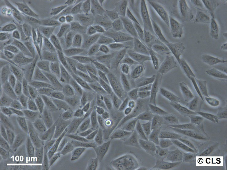 Línea celular CHO en bioproducción: Aplicaciones e innovaciones