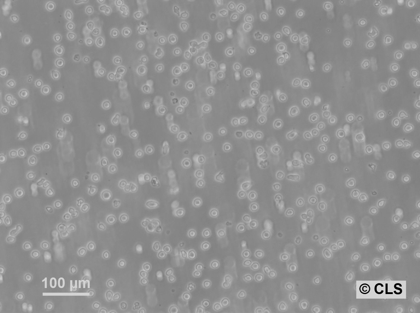 SKW-3 Cells SKW-3 Cells