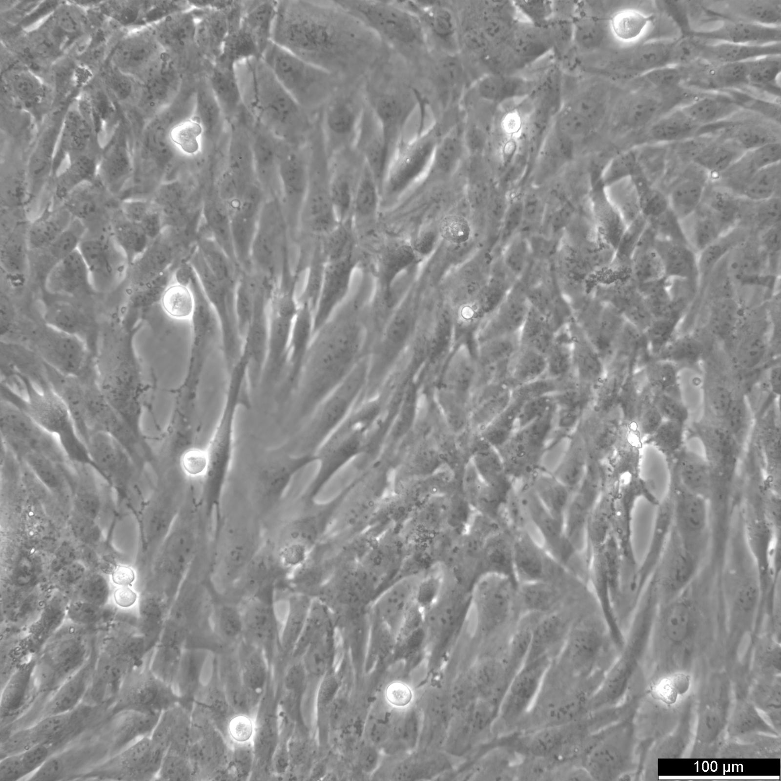 AC16 Cardiomyocyte Cell Line