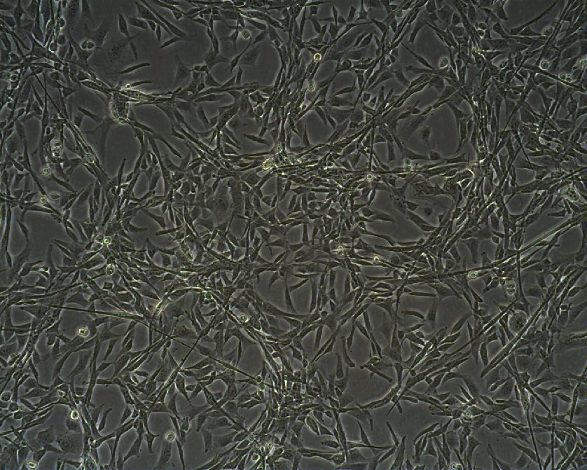 RD Cells