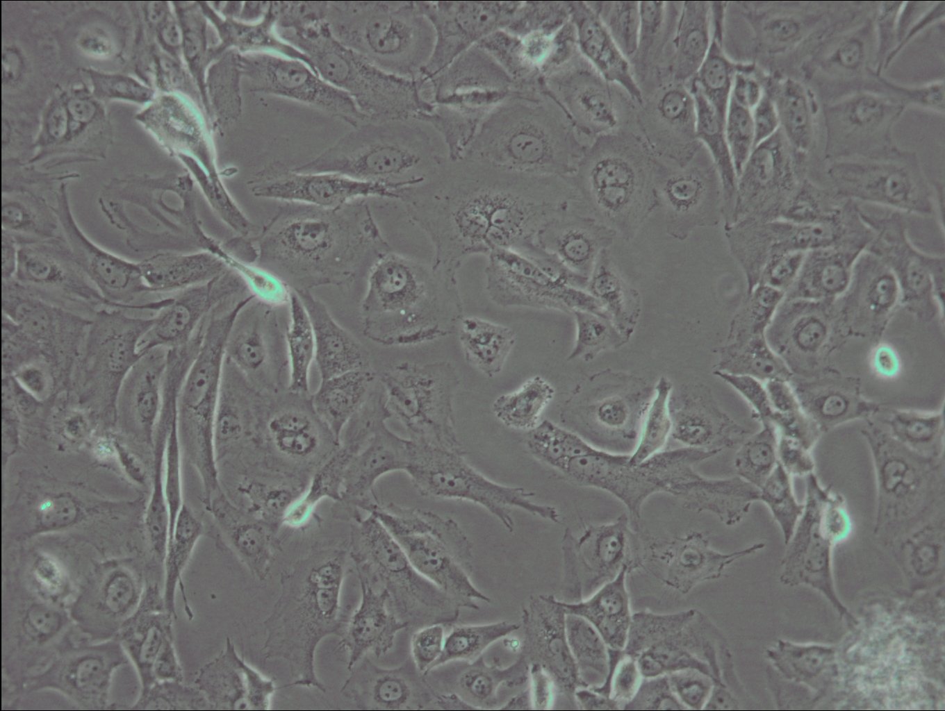 J82 Cells