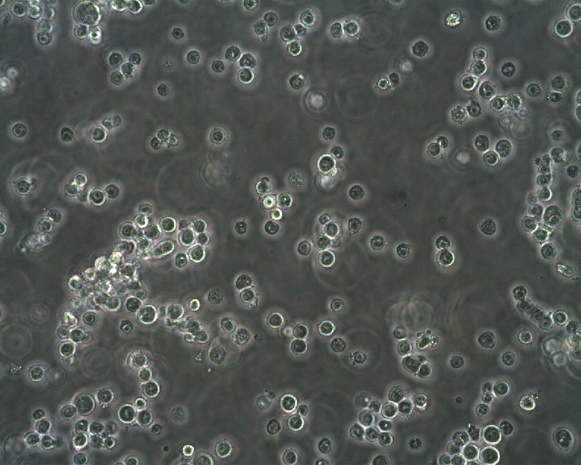 SK-MEL-1 Cells