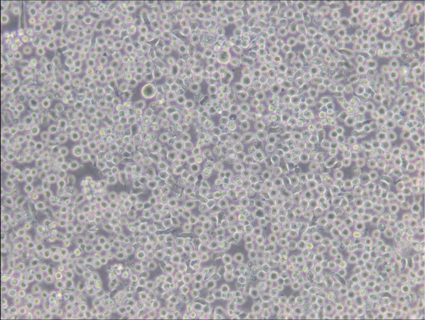 6T-CEM-Zellen
