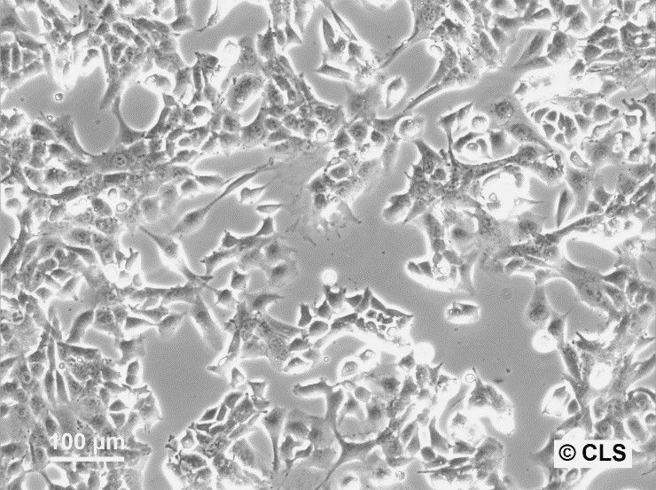 WT-CLS1 Cells