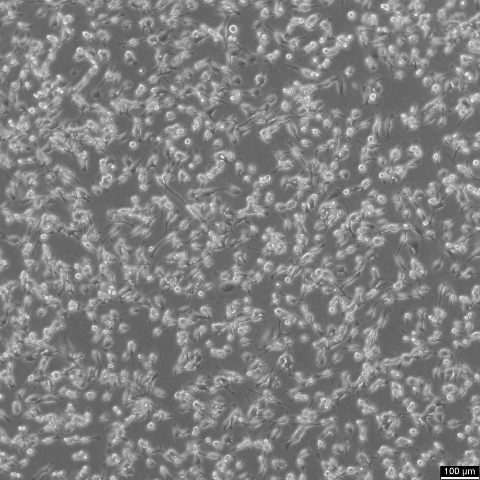 Cellules CT26 Cellules CT26