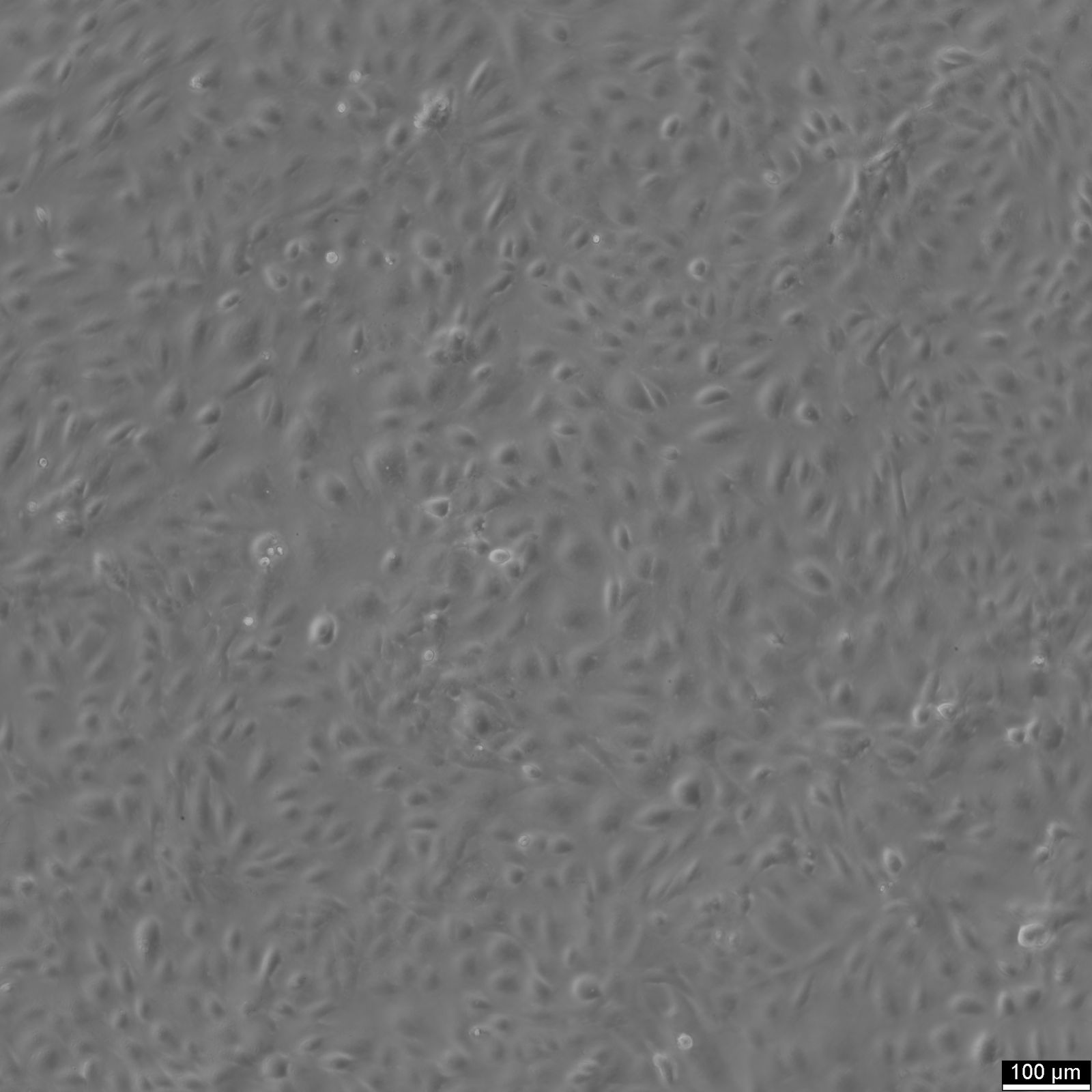 BS-C-1 Cells