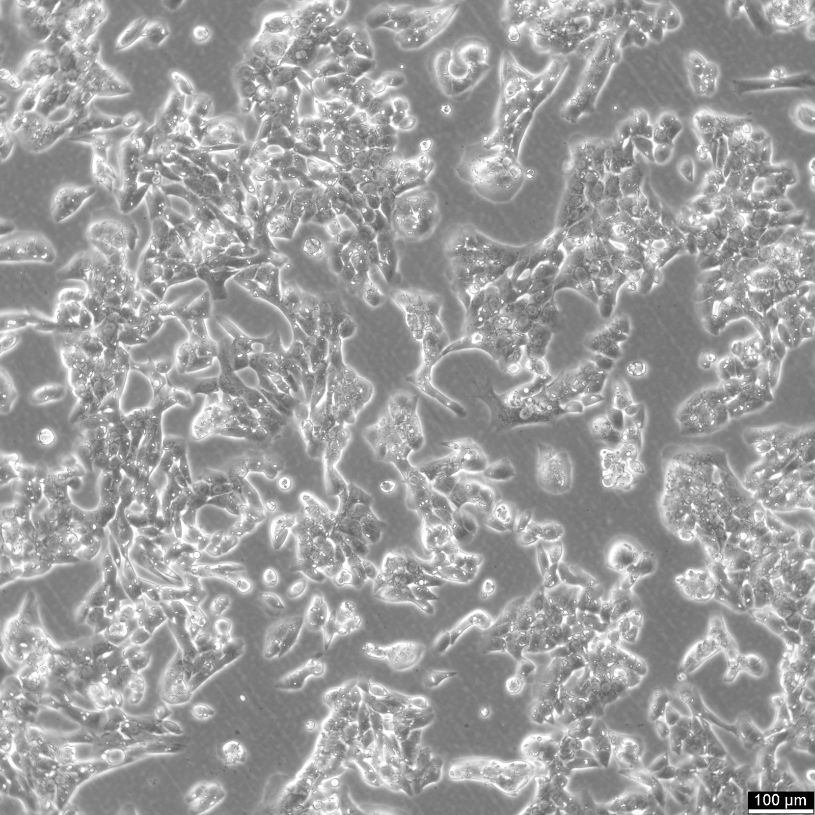 MLTC-1 Cells MLTC-1 Cells