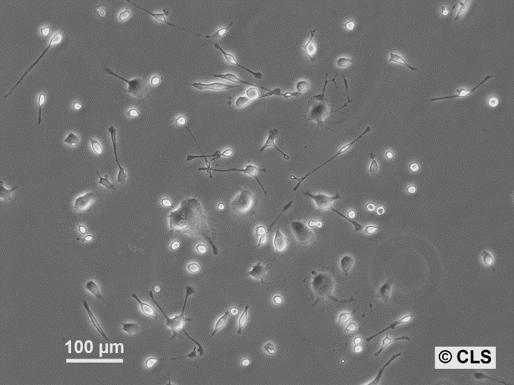 NCTC clone 1469 Cells