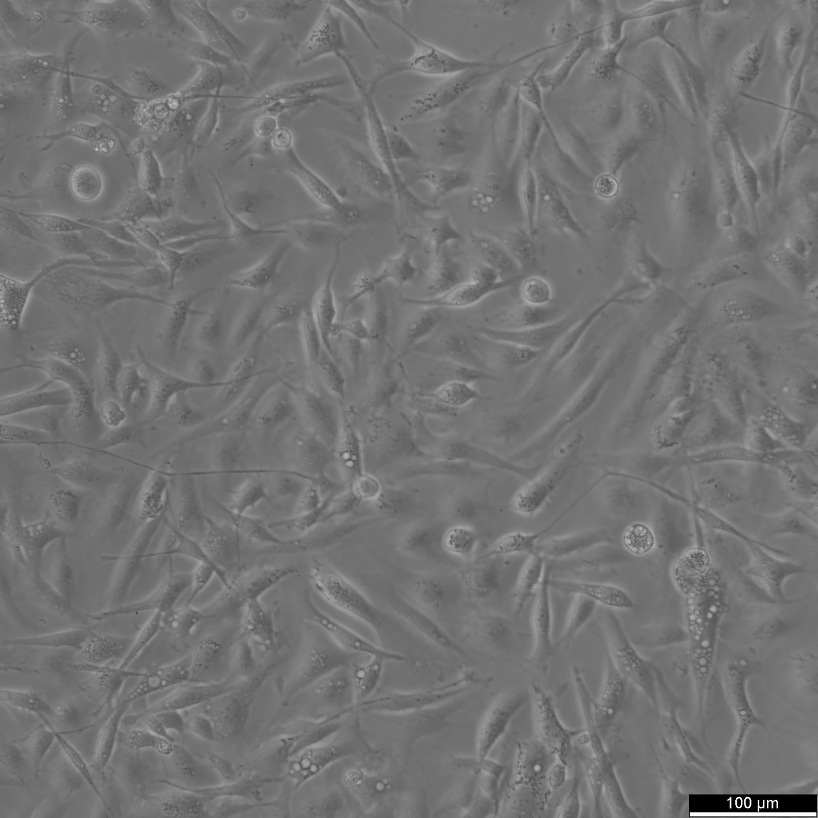 8305C Cells 8305C Cells