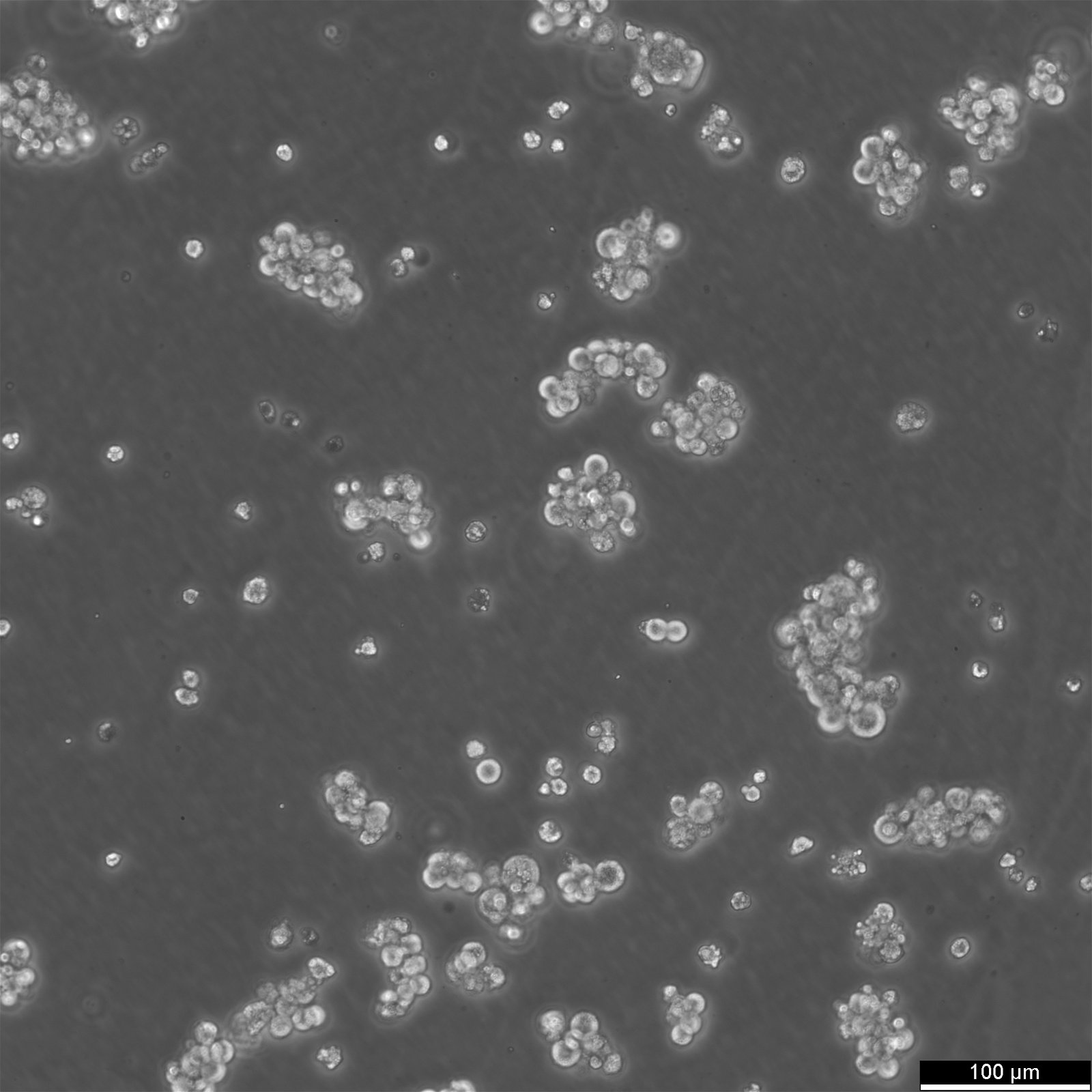 NCI-H716 Cells
