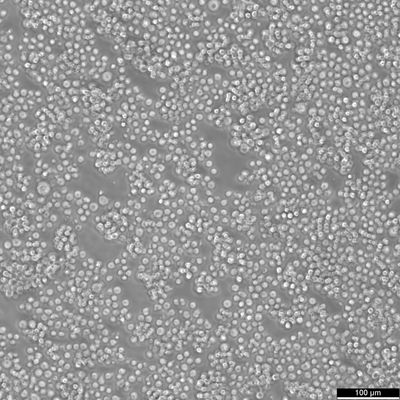 Ba/F3 Cells Ba/F3 Cells
