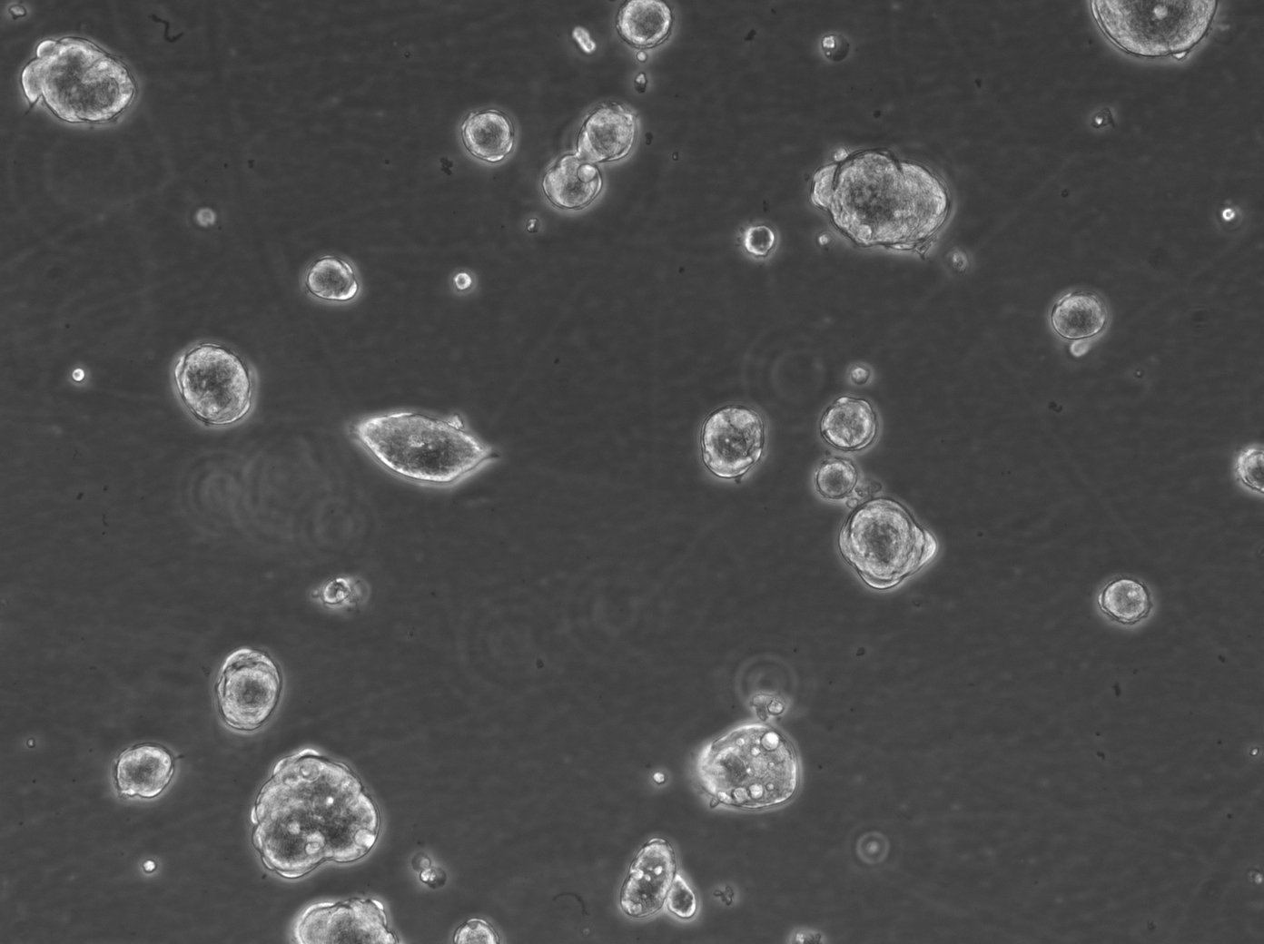 HROC24 T3 M1 #2 Cells