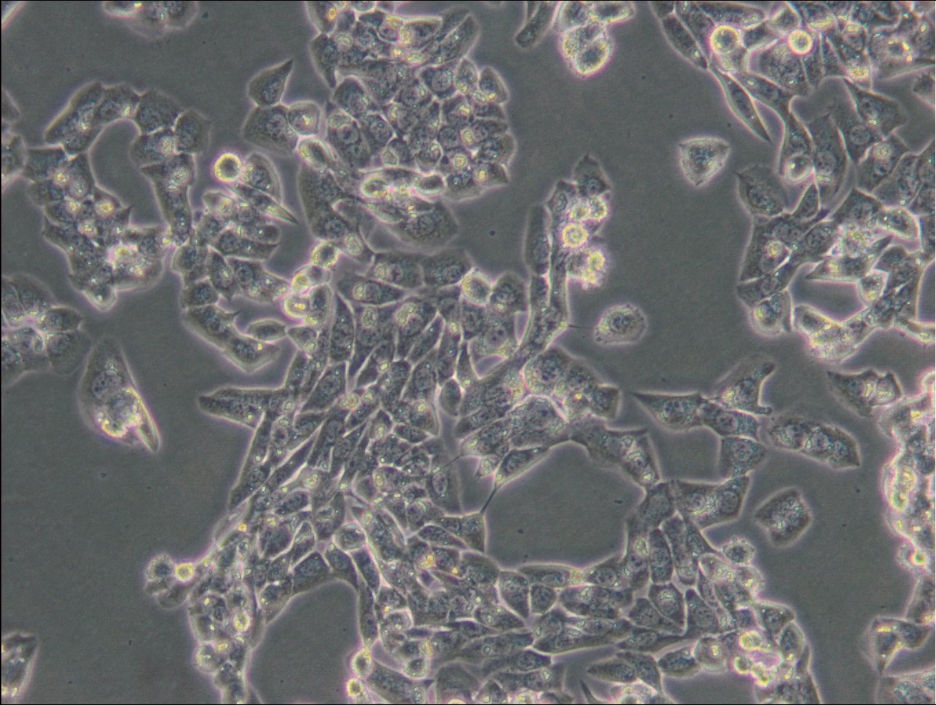 Cellules MLTC-1
