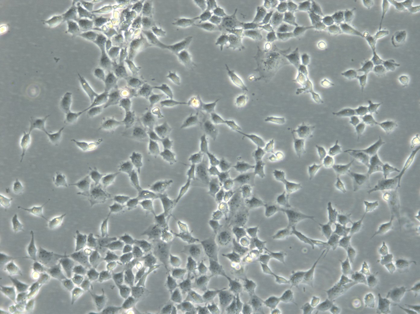 3T6-Swiss albino Cells