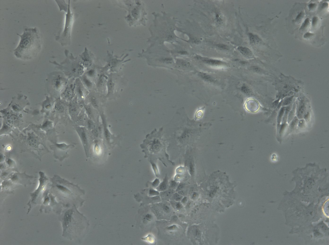 TRI-C3H Cells