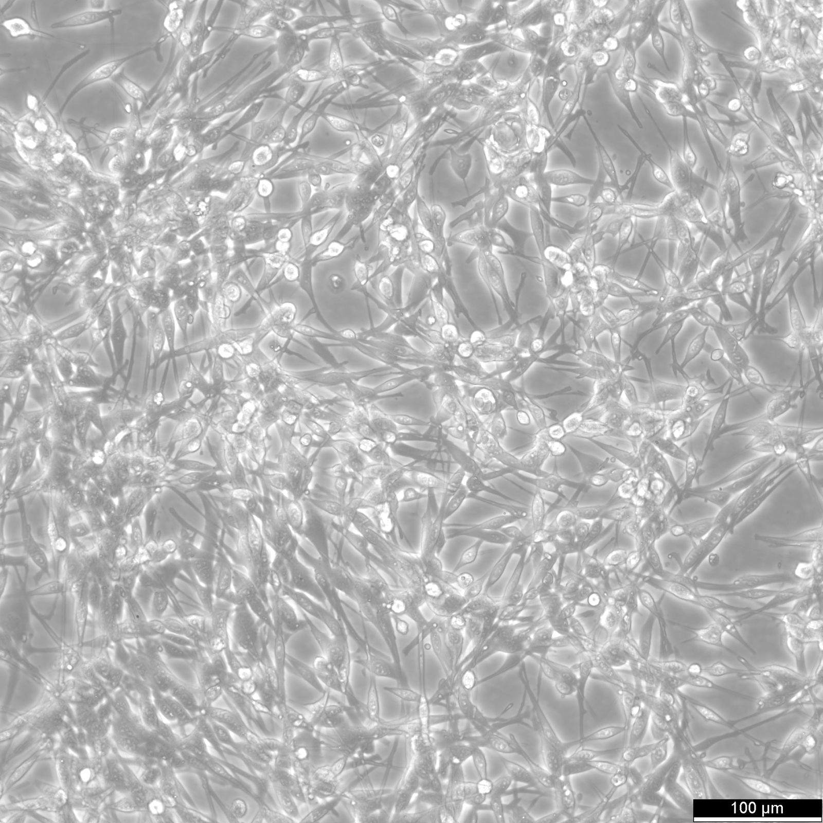 LA795 Cells LA795 Cells