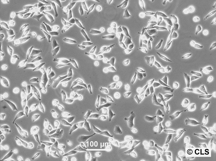 SK-UT-1 Cells