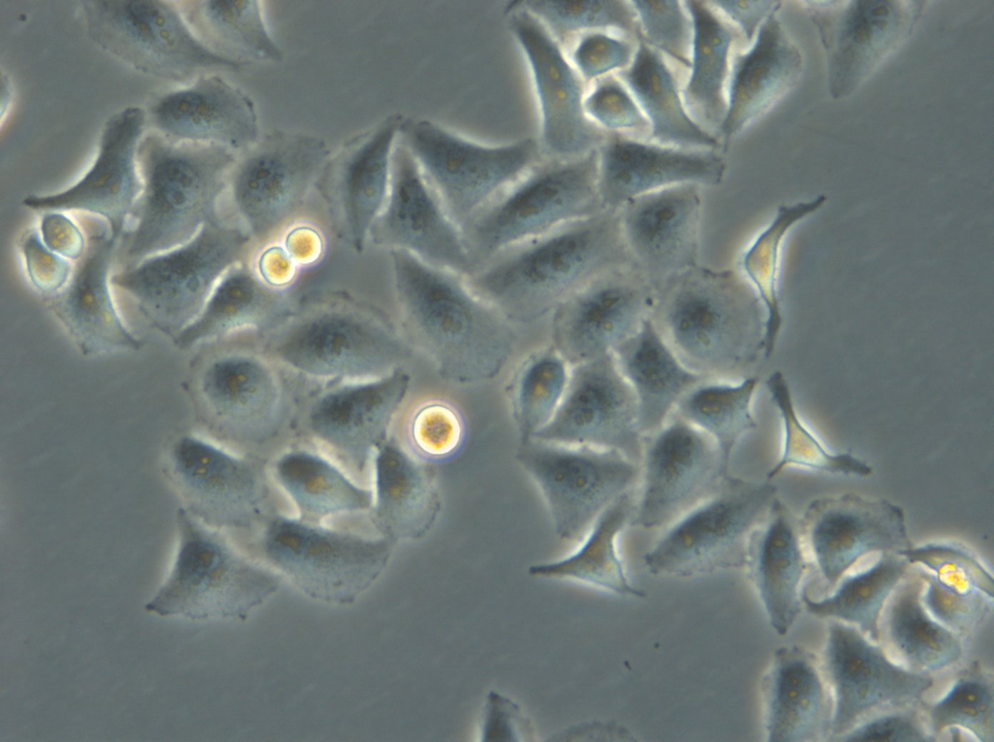 HK EGFP-LaminB1/H2B-mCherry Cells