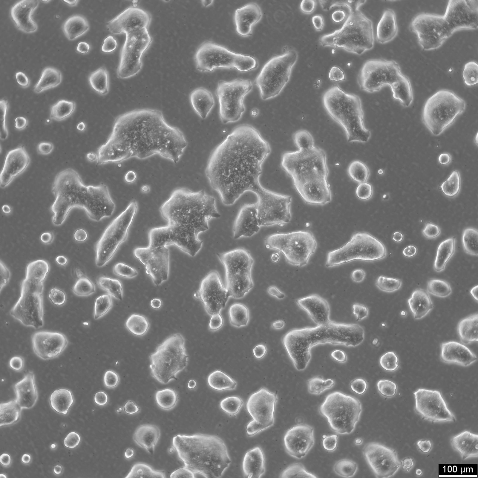 LS174T Cells LS174T Cells
