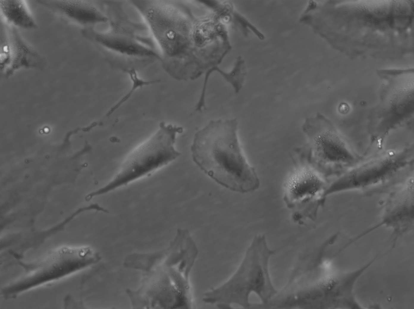 HROG33 T0 M1 Cells