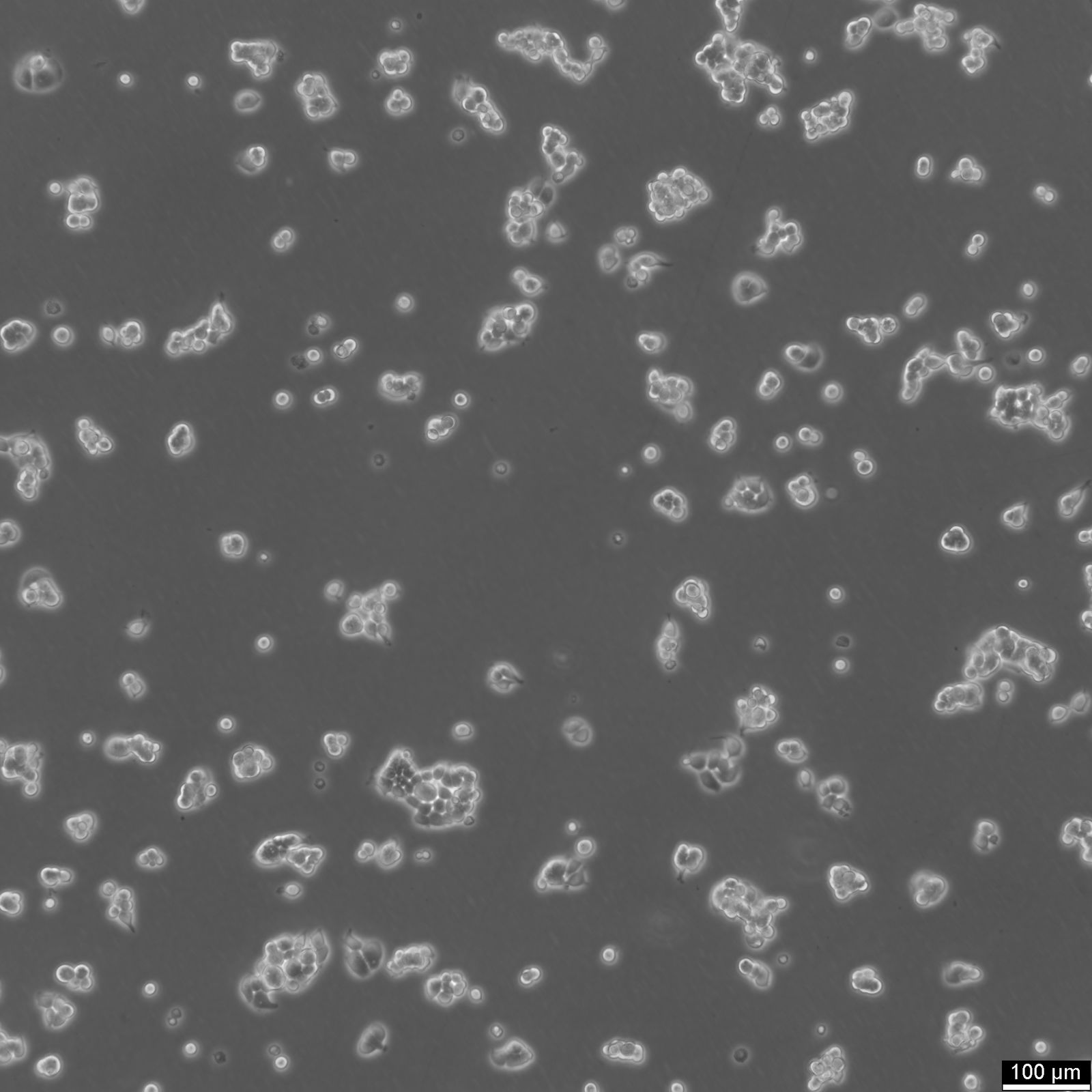 T47D Cells T47D Cells