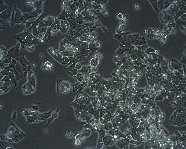 LoVo Cell Line