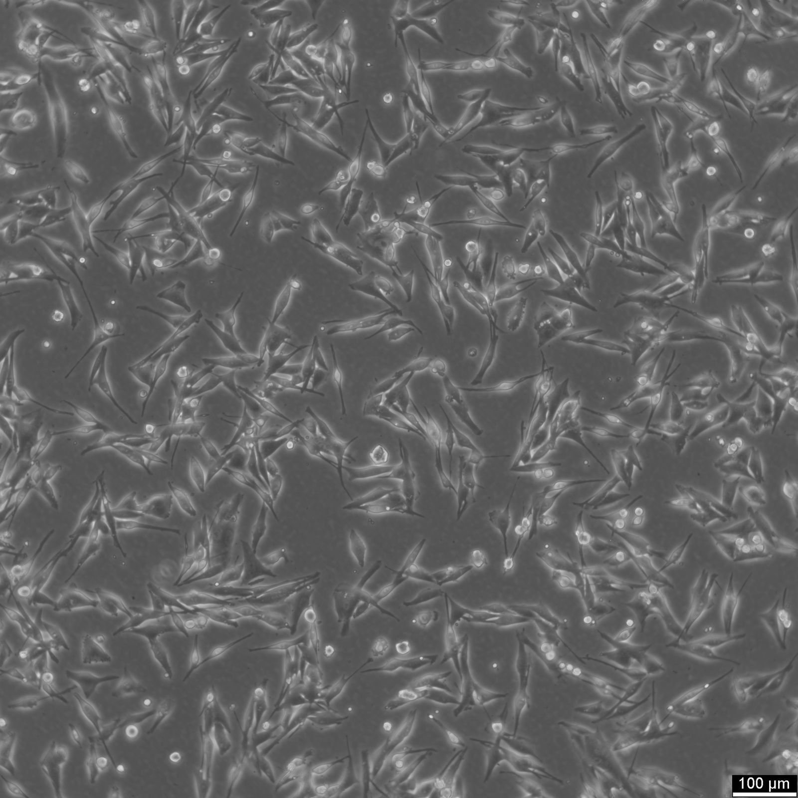 MeWo Cells MeWo Cells