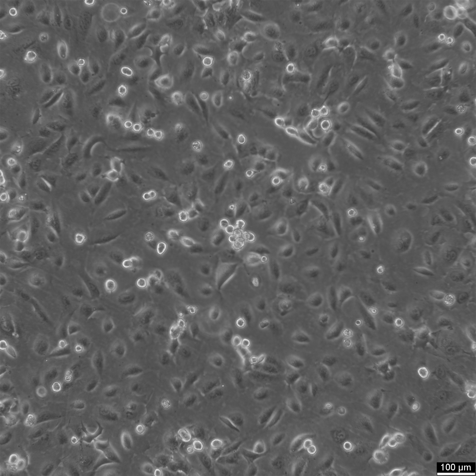 LCLC-103H Cells