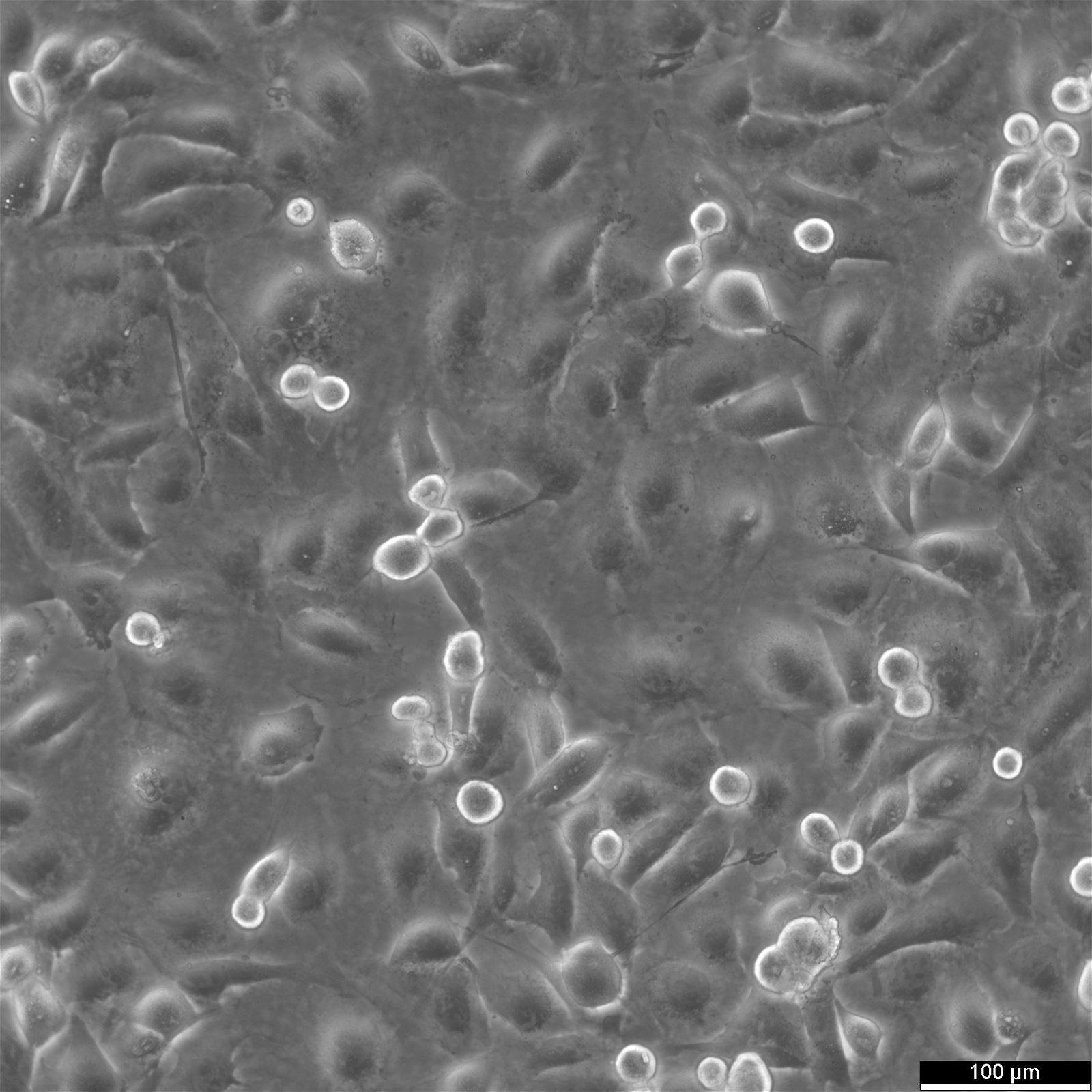 LCLC-103H Cells