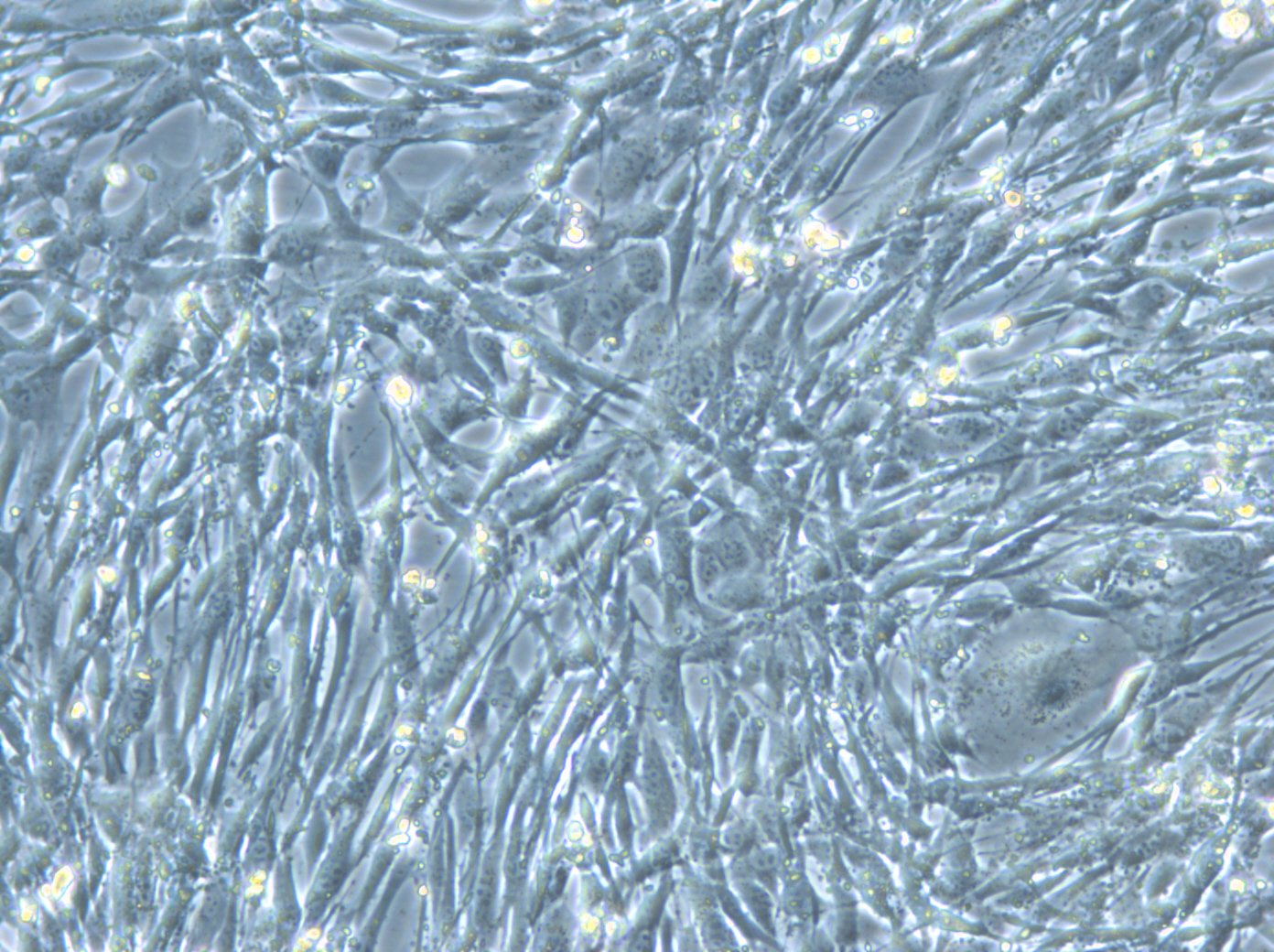 FS-C57BL Cells