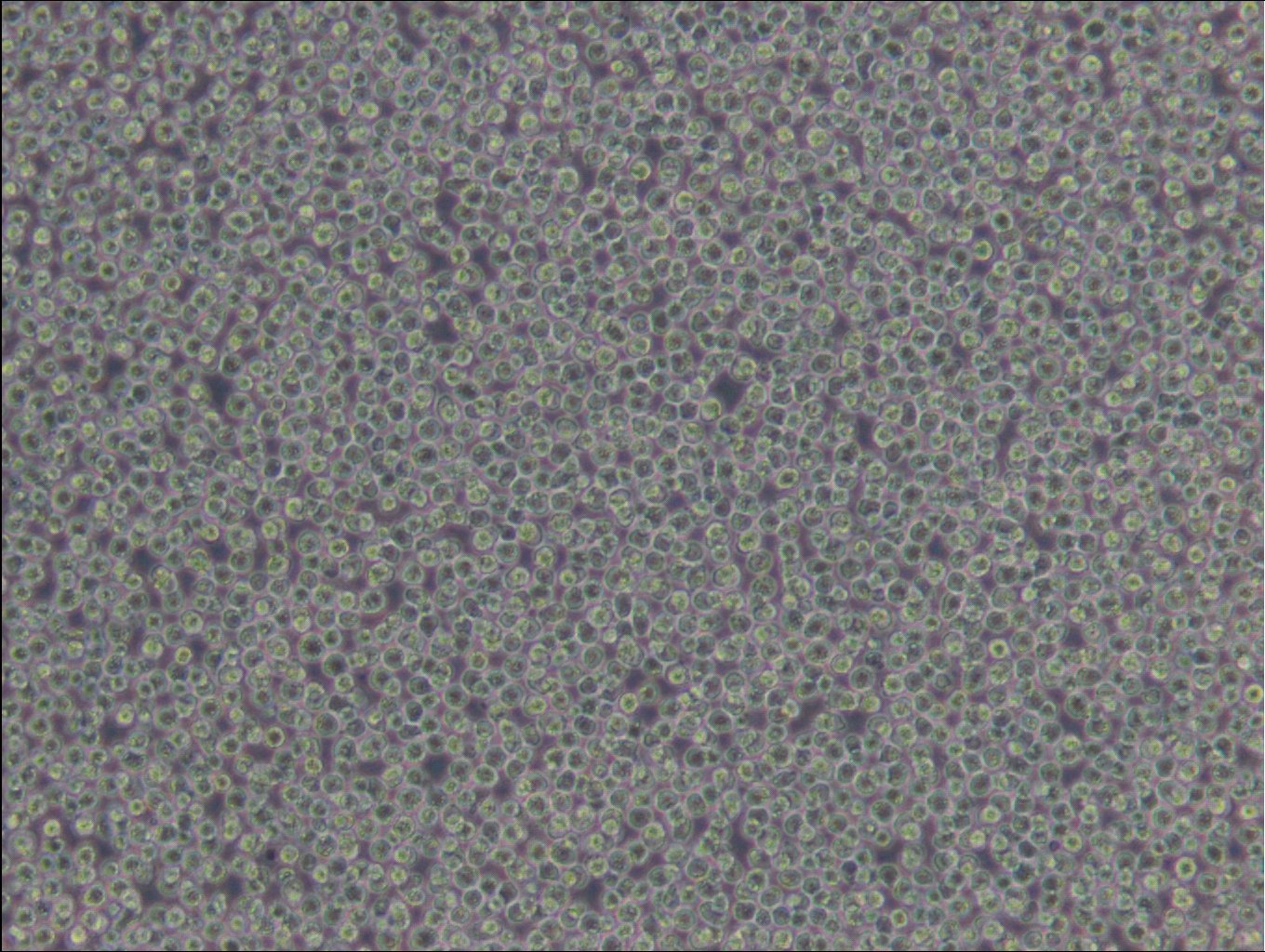 CA46-Zellen