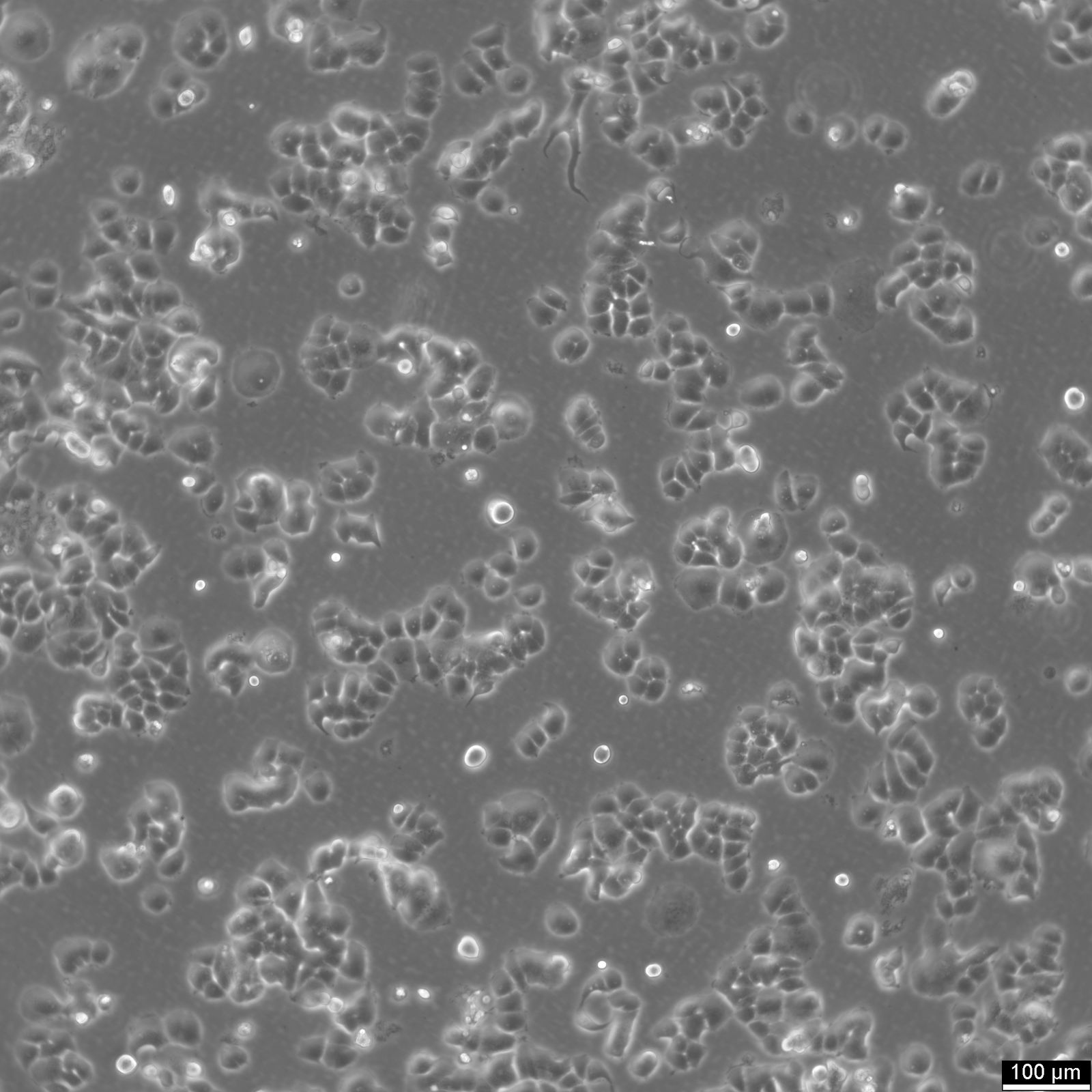 T47D Cells T47D Cells