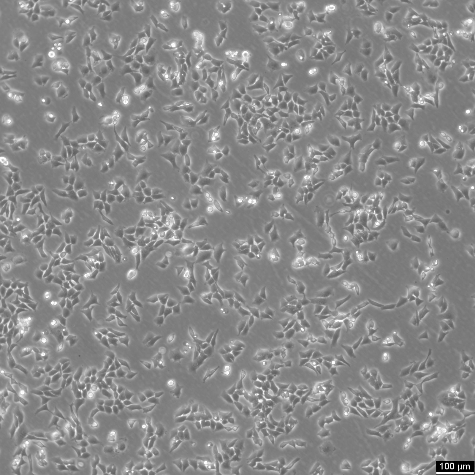 CHO Cells