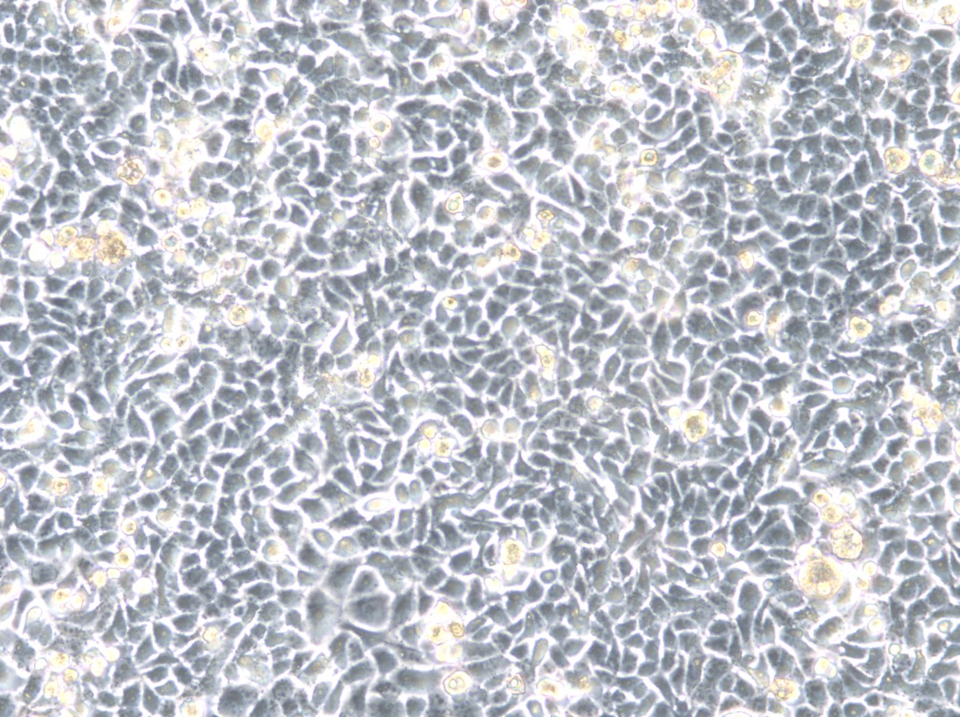 Cellules HK-2xZFN-mEGFP-Nup107