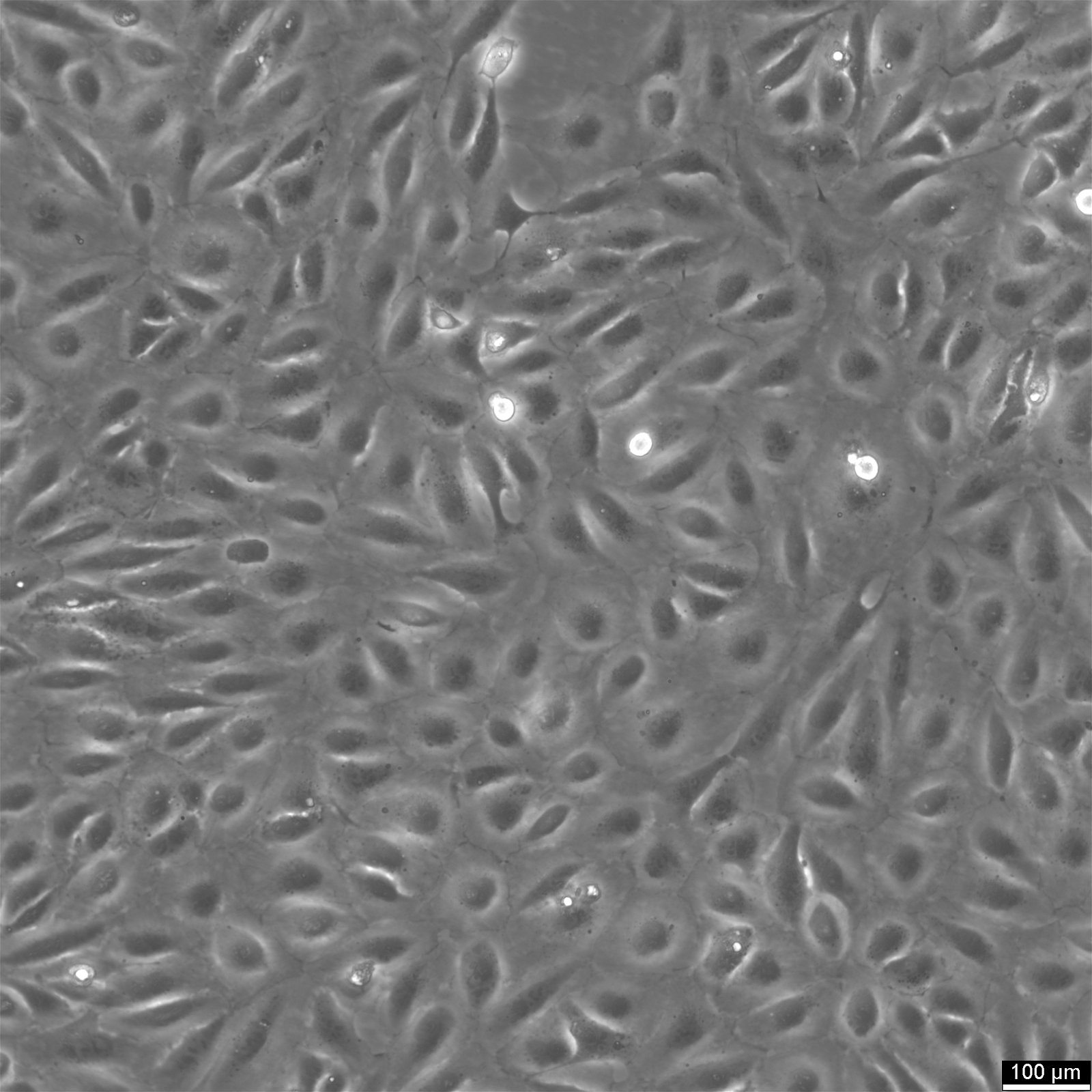 ARPE-19-Zellen