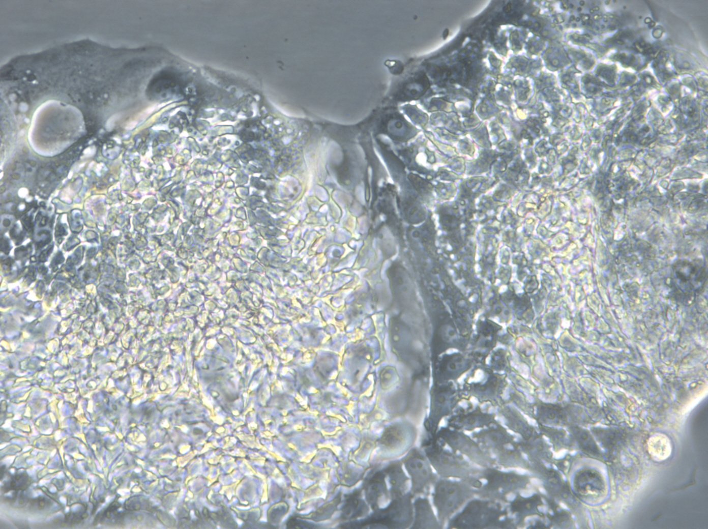 HROC43 Cells