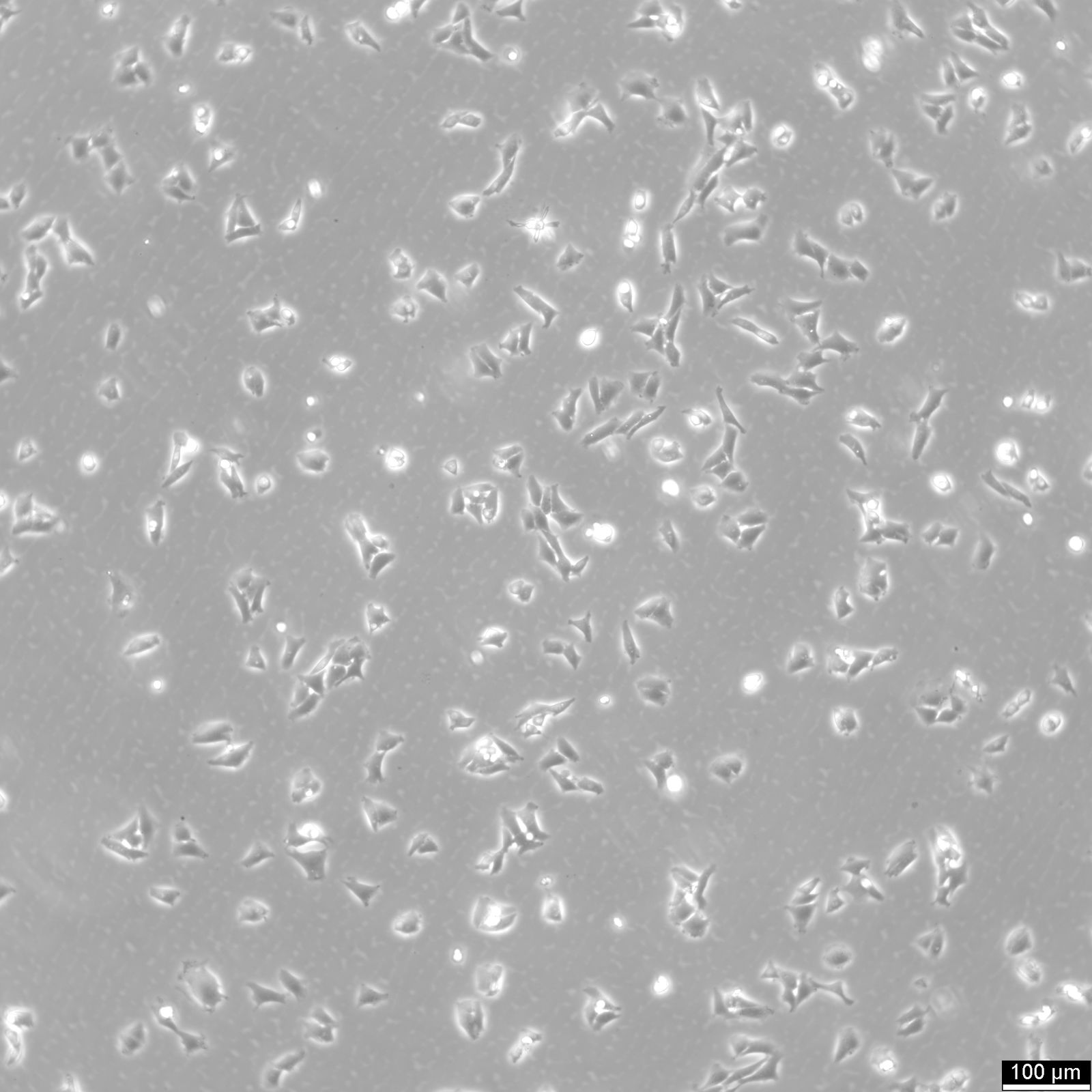 CHO Cells
