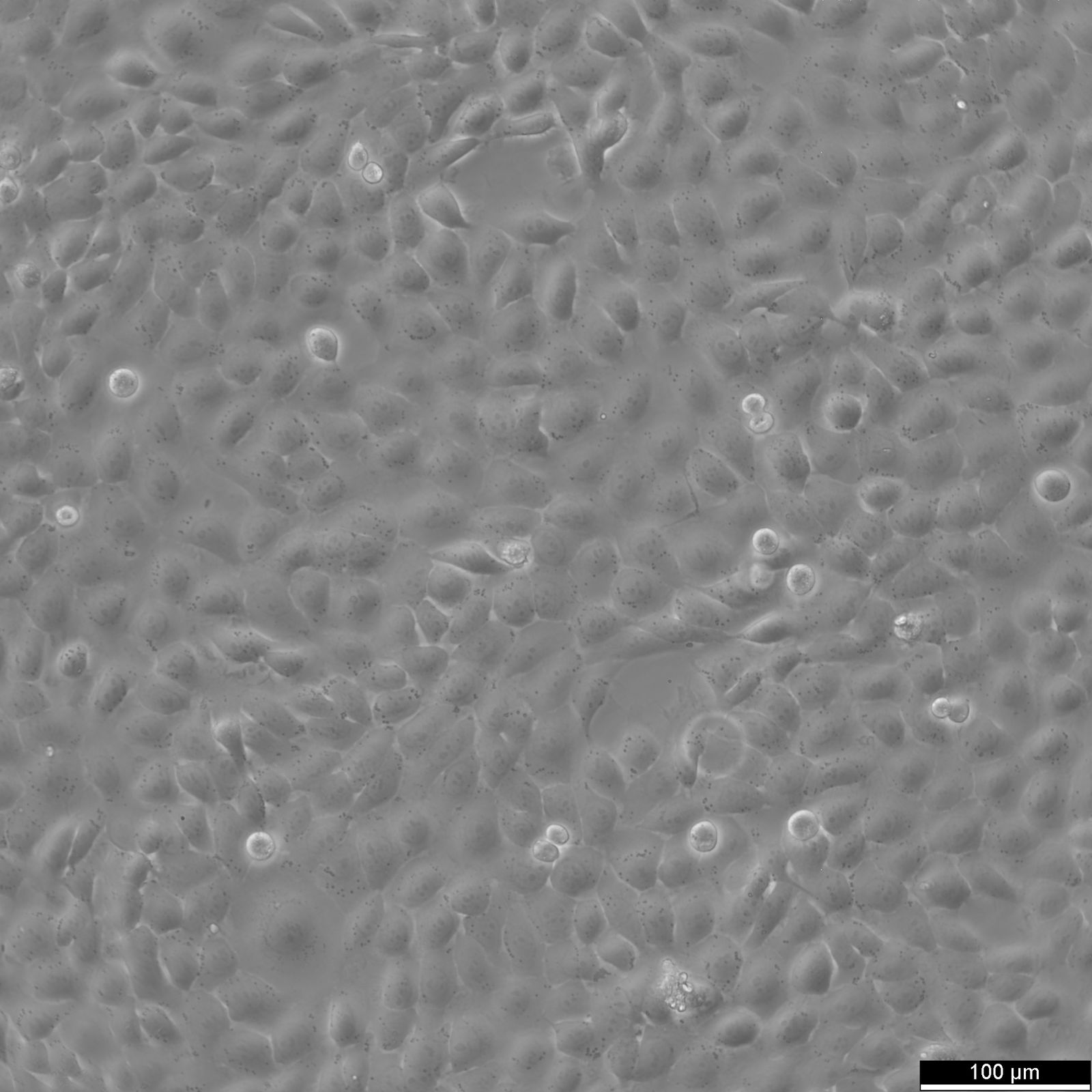 5637 Cells 5637 Cells